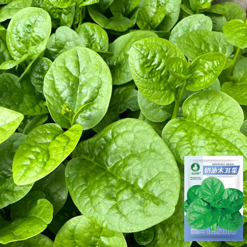 'Nongdianzan' Creamy Malabar Spinach Seeds - Tender Succulent Leaves, High Nutrition, Fast-Growing Variety