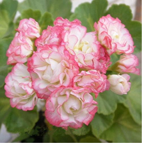 Rare Geranium Seed Apple Blossom Rosebud Pelargonium Hortorum Perennial Flower (Color: 1)