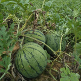 'Huang Xiaoyu' Watermelon Seeds - A hybrid variety, crisp and juicy, with stable yield and easy cultivation