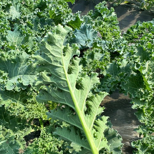 Firenze Kale Seeds - Cold-Hardy F1 Hybrid, Continuous Harvest, Ornamental Edible