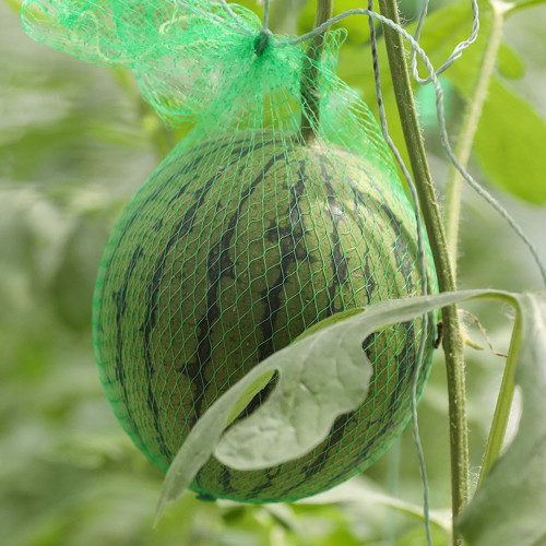 'Huang Xiaoyu' Watermelon Seeds - A hybrid variety, crisp and juicy, with stable yield and easy cultivation