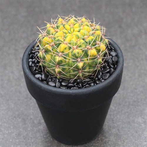 Variegated Gymnocalycium baldianum for Sale | Rare Live Cactus Plant with Yellow & Green Patterns