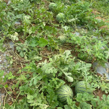 'Huang Xiaoyu' Watermelon Seeds - A hybrid variety, crisp and juicy, with stable yield and easy cultivation
