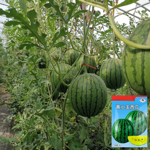 'Huang Xiaoyu' Watermelon Seeds - A hybrid variety, crisp and juicy, with stable yield and easy cultivation