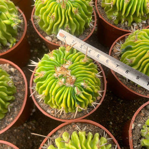 Echinofossulocactus Multicostatus f. Variegata | Rare Wavy Ribs Cactus, Perfect for Indoor & Small Spaces