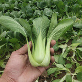 'Hefeng' Shanghai Bok Choy Seeds | Heat-Cold Resistant, Tender Texture, Disease Resistant & Adaptable