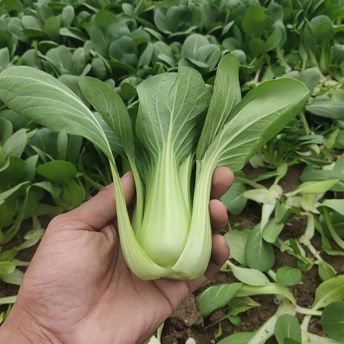 'Hefeng' Shanghai Bok Choy Seeds | Heat-Cold Resistant, Tender Texture, Disease Resistant & Adaptable