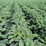 Firenze Kale Seeds - Cold-Hardy F1 Hybrid, Continuous Harvest, Ornamental Edible