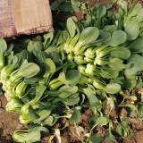 'Hefeng' Shanghai Bok Choy Seeds | Heat-Cold Resistant, Tender Texture, Disease Resistant & Adaptable