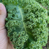 Firenze Kale Seeds - Cold-Hardy F1 Hybrid, Continuous Harvest, Ornamental Edible