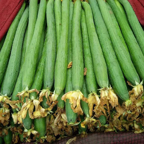 Spring-Autumn 915 Luffa Seeds - Premium variety, long harvest period, suitable for home and commercial cultivation