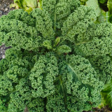 Firenze Kale Seeds - Cold-Hardy F1 Hybrid, Continuous Harvest, Ornamental Edible