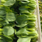 'Hefeng' Shanghai Bok Choy Seeds | Heat-Cold Resistant, Tender Texture, Disease Resistant & Adaptable