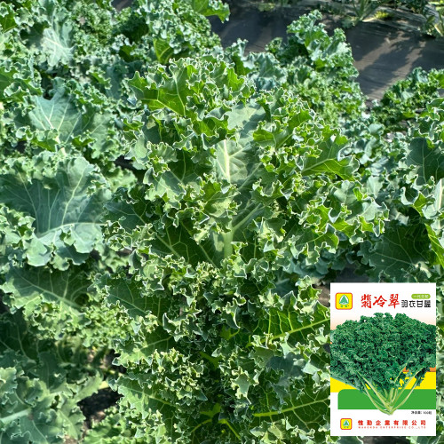 Firenze Kale Seeds - Cold-Hardy F1 Hybrid, Continuous Harvest, Ornamental Edible