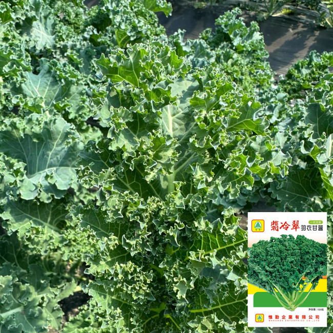 Firenze Kale Seeds - Cold-Hardy F1 Hybrid, Continuous Harvest, Ornamental Edible