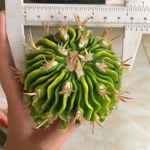 Echinofossulocactus Multicostatus f. Variegata | Rare Wavy Ribs Cactus, Perfect for Indoor & Small Spaces