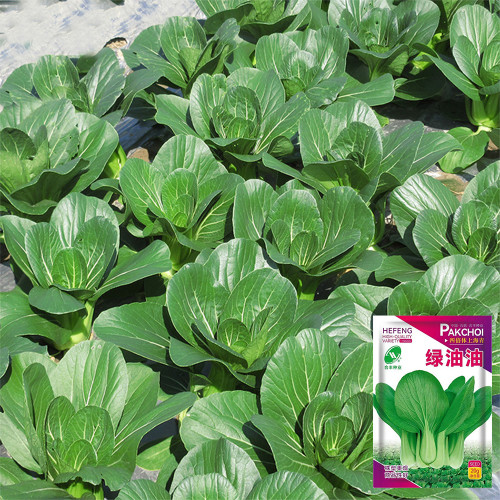 'Hefeng' Shanghai Bok Choy Seeds | Heat-Cold Resistant, Tender Texture, Disease Resistant & Adaptable
