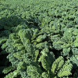 Firenze Kale Seeds - Cold-Hardy F1 Hybrid, Continuous Harvest, Ornamental Edible