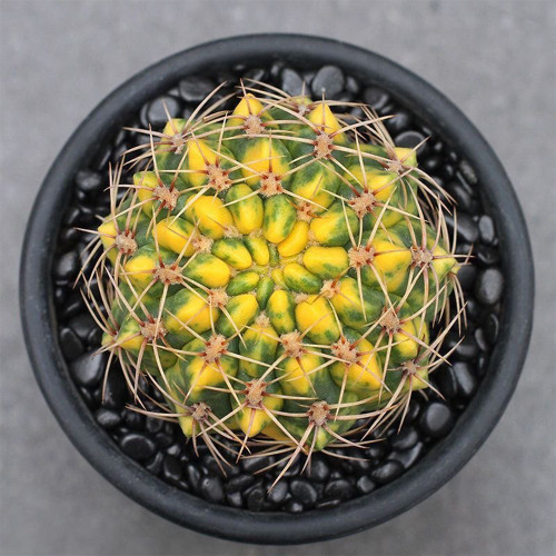 Variegated Gymnocalycium baldianum for Sale | Rare Live Cactus Plant with Yellow & Green Patterns
