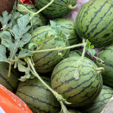 'Huang Xiaoyu' Watermelon Seeds - A hybrid variety, crisp and juicy, with stable yield and easy cultivation