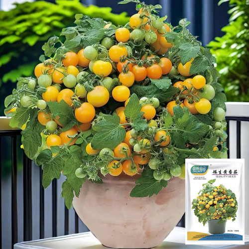 Potted Dwarf Yellow Tomato Seeds - High-Yielding, Compact Balcony Cherry Tomato Plant for Home Gardening
