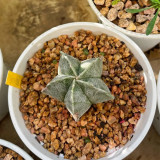 Pentagonal White-Maculated Bishop's Cap Cactus | Astrophytum myriostigma | Low-Maintenance Live Indoor Plant