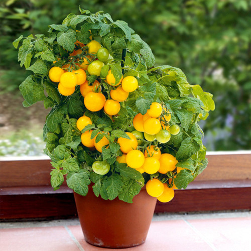 Potted Dwarf Yellow Tomato Seeds - High-Yielding, Compact Balcony Cherry Tomato Plant for Home Gardening