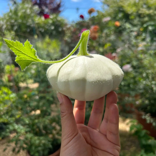 'White Flying Saucer' Gourd Seeds - High Yield, Compact Growth, Dual-Purpose Edible & Ornamental Variety