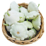 'White Flying Saucer' Gourd Seeds - High Yield, Compact Growth, Dual-Purpose Edible & Ornamental Variety