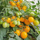 Potted Dwarf Yellow Tomato Seeds - High-Yielding, Compact Balcony Cherry Tomato Plant for Home Gardening