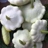 'White Flying Saucer' Gourd Seeds - High Yield, Compact Growth, Dual-Purpose Edible & Ornamental Variety