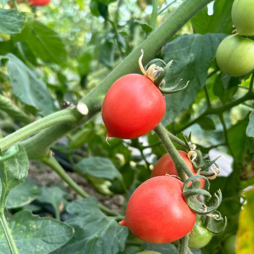 'Jingfan Fenxing No.2' Tomato Seeds - Pink Cherry Tomato Hybrid, Early-Maturing, High-Yielding, Indeterminate