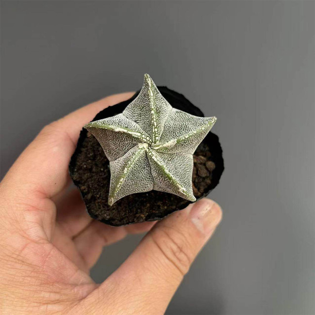 Pentagonal White-Maculated Bishop's Cap Cactus | Astrophytum myriostigma | Low-Maintenance Live Indoor Plant