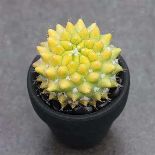 Variegated Mammillaria Cactus | Rare Yellow Variegated Live Succulent Plant, Low Maintenance Indoor Desk Decor
