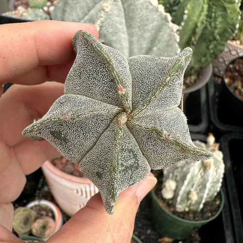 Pentagonal White-Maculated Bishop's Cap Cactus | Astrophytum myriostigma | Low-Maintenance Live Indoor Plant