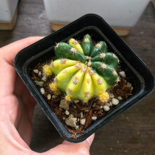 Echinopsis subdenudata Variegata - Unique Green & Yellow Pattern, Low Maintenance Indoor Succulent