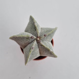 Pentagonal White-Maculated Bishop's Cap Cactus | Astrophytum myriostigma | Low-Maintenance Live Indoor Plant