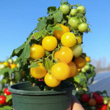 Potted Dwarf Yellow Tomato Seeds - High-Yielding, Compact Balcony Cherry Tomato Plant for Home Gardening
