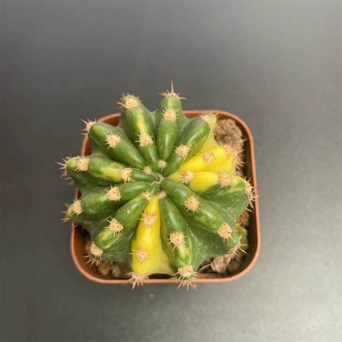 Echinopsis subdenudata Variegata - Unique Green & Yellow Pattern, Low Maintenance Indoor Succulent