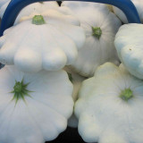 'White Flying Saucer' Gourd Seeds - High Yield, Compact Growth, Dual-Purpose Edible & Ornamental Variety