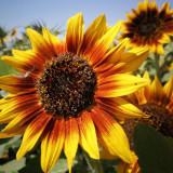 'Solar Eclipse' Ornamental Sunflower Seeds - Premium Variety, Easy to Cultivate, Low Maintenance, Fast-Growing