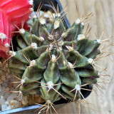'Ruiyun Peony' Live Cactus | Gymnocalycium Mihanovichii, Colorful Ribbed Sphere, Low Maintenance Succulent