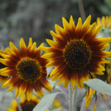 'Solar Eclipse' Ornamental Sunflower Seeds - Premium Variety, Easy to Cultivate, Low Maintenance, Fast-Growing