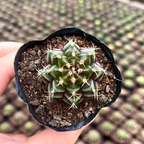 'Ruiyun Peony' Live Cactus | Gymnocalycium Mihanovichii, Colorful Ribbed Sphere, Low Maintenance Succulent