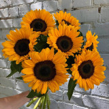 'Little Black Bear' Ornamental Sunflower Seeds - Unique Ornamental Variety, Fast-Growing, Ideal for Cut Flowers
