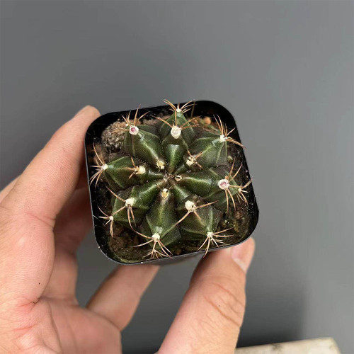 'Ruiyun Peony' Live Cactus | Gymnocalycium Mihanovichii, Colorful Ribbed Sphere, Low Maintenance Succulent