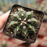 'Ruiyun Peony' Live Cactus | Gymnocalycium Mihanovichii, Colorful Ribbed Sphere, Low Maintenance Succulent