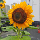 'Little Black Bear' Ornamental Sunflower Seeds - Unique Ornamental Variety, Fast-Growing, Ideal for Cut Flowers