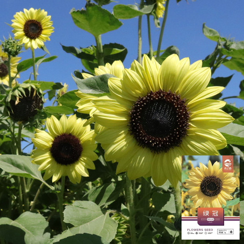 'Green Crown' Ornamental Sunflower Seeds - Easy to Grow, Multi-Headed, Drought-Tolerant, Ideal for Garden Display