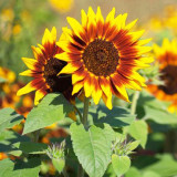 'Solar Eclipse' Ornamental Sunflower Seeds - Premium Variety, Easy to Cultivate, Low Maintenance, Fast-Growing